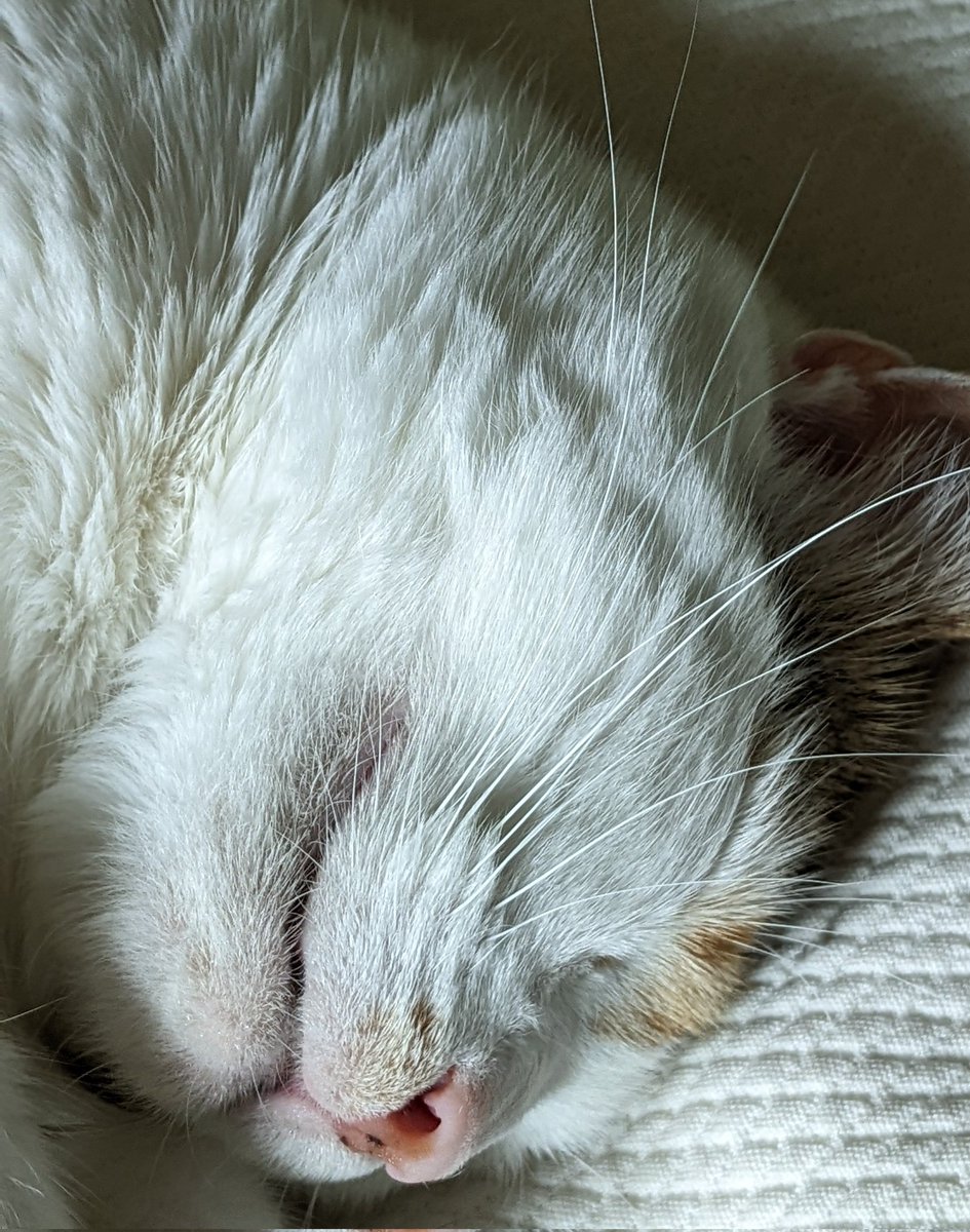 NatiBehr's tweet photo. @JortsTheCat Solidarity from Louise! https://t.co/r1h9WdmQoh