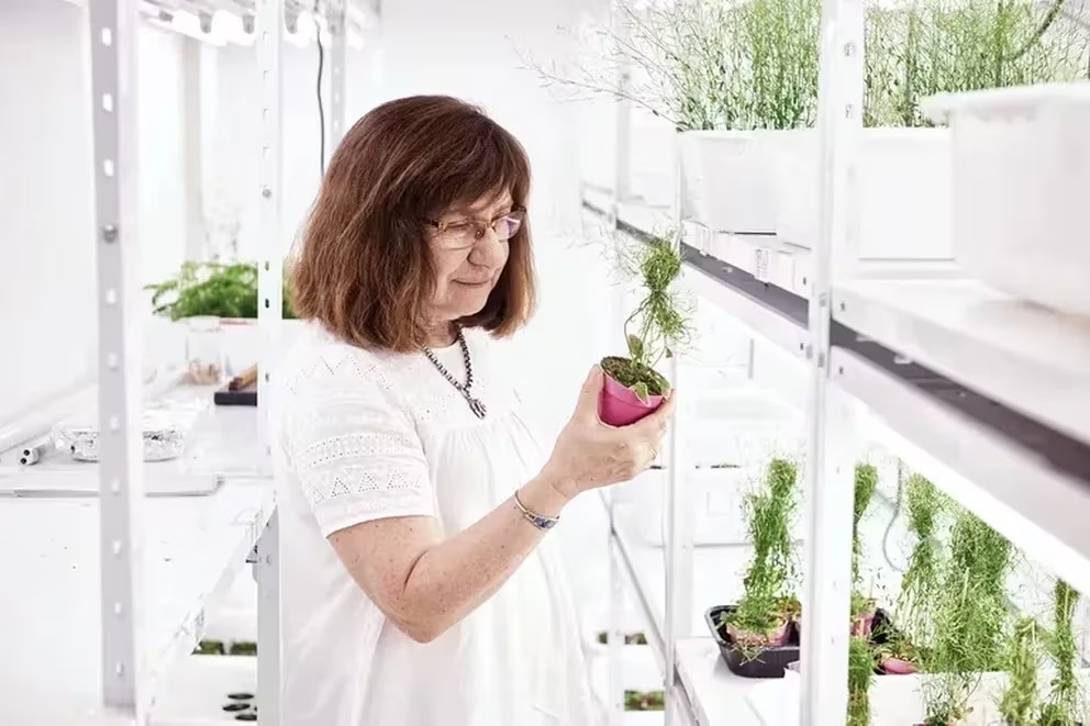 mcuvertino's tweet photo. La aprobación del trigo #HB4 en Estados Unidos refuerza el liderazgo argentino en biotecnología agrícola y destaca el talento de los científicos de Santa Fe. 
Este desarrollo, liderado por el equipo de Raquel Chan, del CONICET y la UNL, es un avance clave a nivel global y un hito que llega en un momento en que la ciencia argentina está en jaque debido a los recortes y la falta de políticas a largo plazo, que ponen en juego la continuidad del sistema científico y tecnológico nacional.
Por más innovación, más ciencia y más desarrollo siempre!
https://t.co/AjOxzEcwoU
