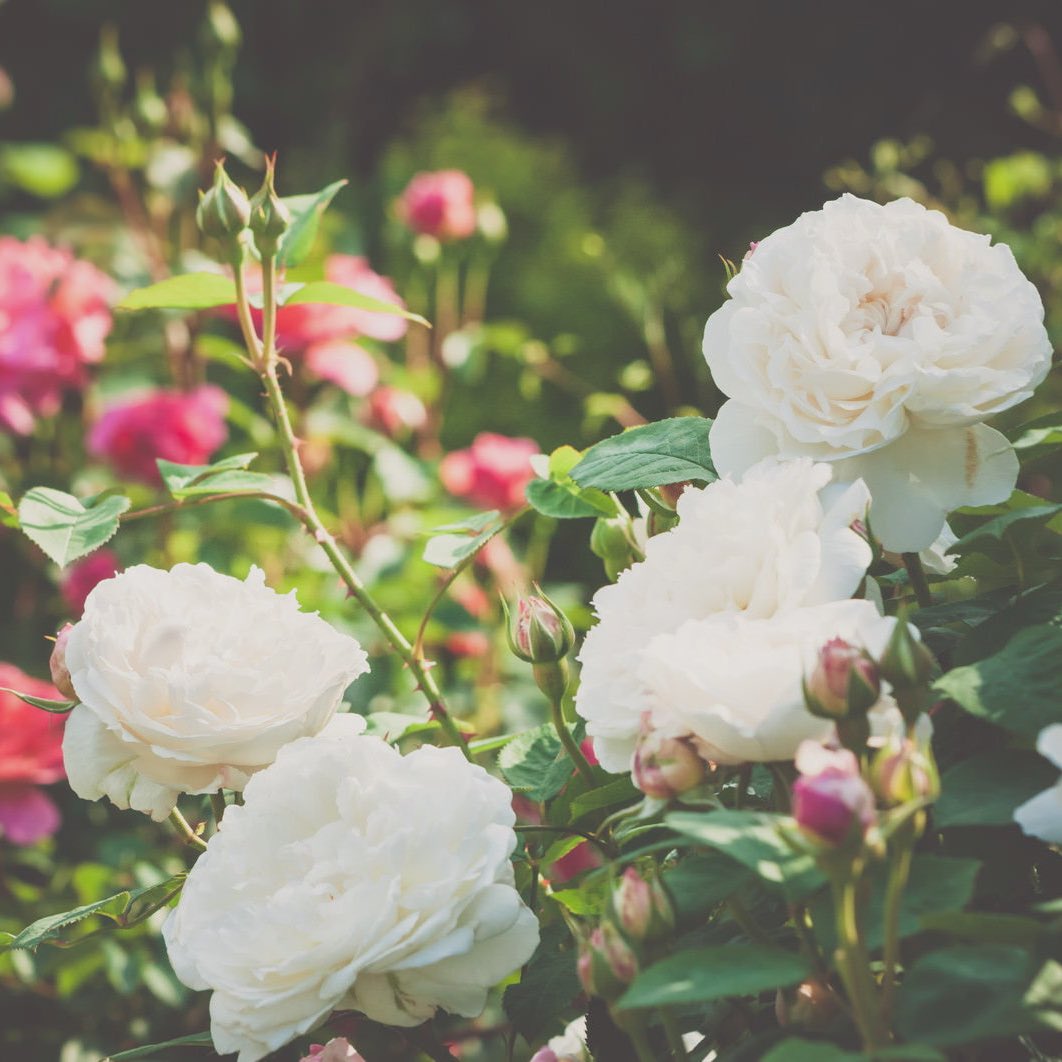 めい‎‎‎‎ tweet media