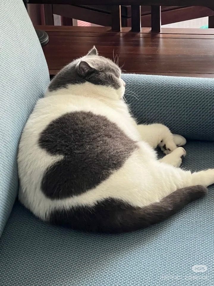 nocontextscats's tweet photo. ❤️ https://t.co/4KY4mSxnaR