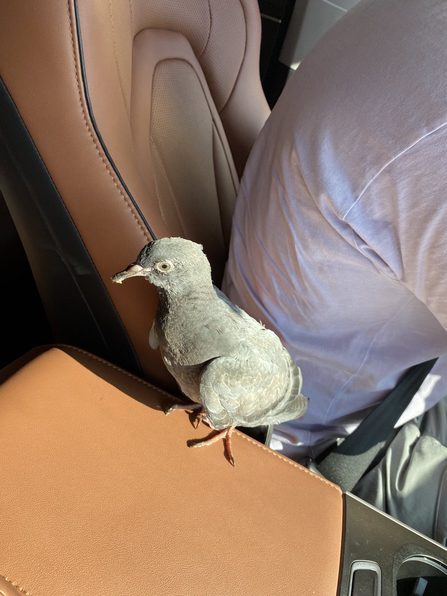 otostop işini biraz abarttık