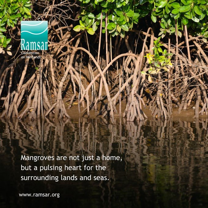UN Biodiversity (@unbiodiversity) on Twitter photo #DYK mangroves are connectors between land and sea, and between freshwater and the ocean?
🐟 They shelter diverse wildlife and are the pulsing heart of surrounding lands and seas, nurturing life at every stage.
Via <a href="/RamsarConv/">Convention on Wetlands</a> #DYK mangroves are connectors between land and sea, and between freshwater and the ocean?
🐟 They shelter diverse wildlife and are the pulsing heart of surrounding lands and seas, nurturing life at every stage.
Via <a href="/RamsarConv/">Convention on Wetlands</a>