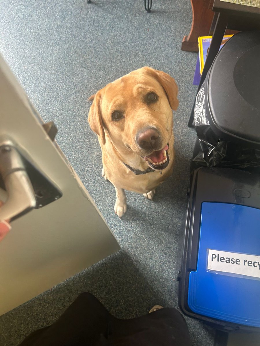 HomebakedL4's tweet photo. LOST DOG PLEASE SHARE🚨‼️ 

Has anybody lost this little cutie on Oakfield Road? 

A concerned customer has just this Labrador roaming about on Oakfield &amp; brought it in the shop for us to hopefully return the dog to its owner. 

PLEASE SHARE🚨‼️ https://t.co/ENC6jmfNJj