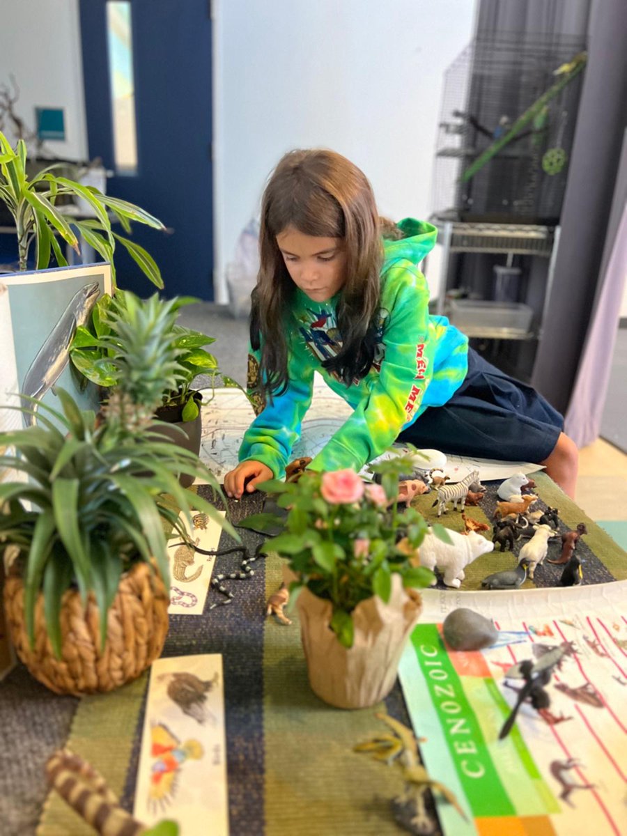 MontessoriHTX's tweet image. 🌍✨ Our #LowerElementary #students have completed the #SecondGreatLesson: The Story of Life on Earth! This important lesson in the #Montessori philosophy sparks #curiosity about the natural world &amp;amp; helps #children understand the #interconnectedness of all living things. 🌿🐢