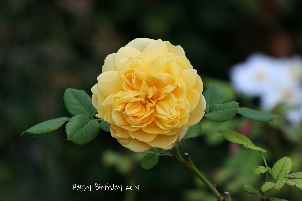 Armin Zimmermann tweet media