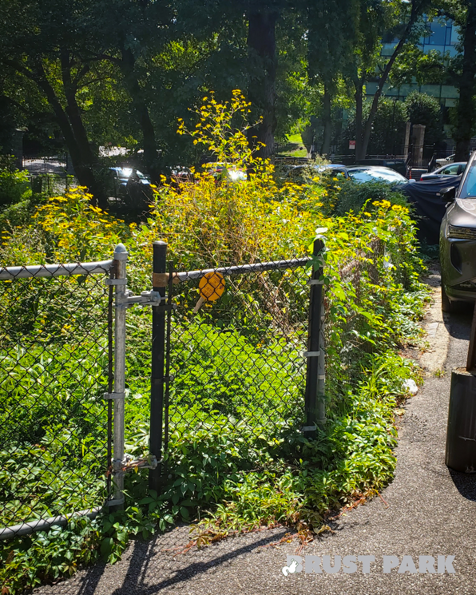 BrustParkBronx's tweet photo. The butterfly 🦋 and pollinator 🐝 sanctuary in Upper Brust Park.
https://t.co/HWbyZyNWyd

#brustpark #brustparkbronx #brustparknyc #park #riverdale #bronx #nature #nycparks #garden #trees #plants #beautiful #nyc #naturelovers #butterfly #bees #pollinator #wildflowers https://t.co/Z6f717uM5y