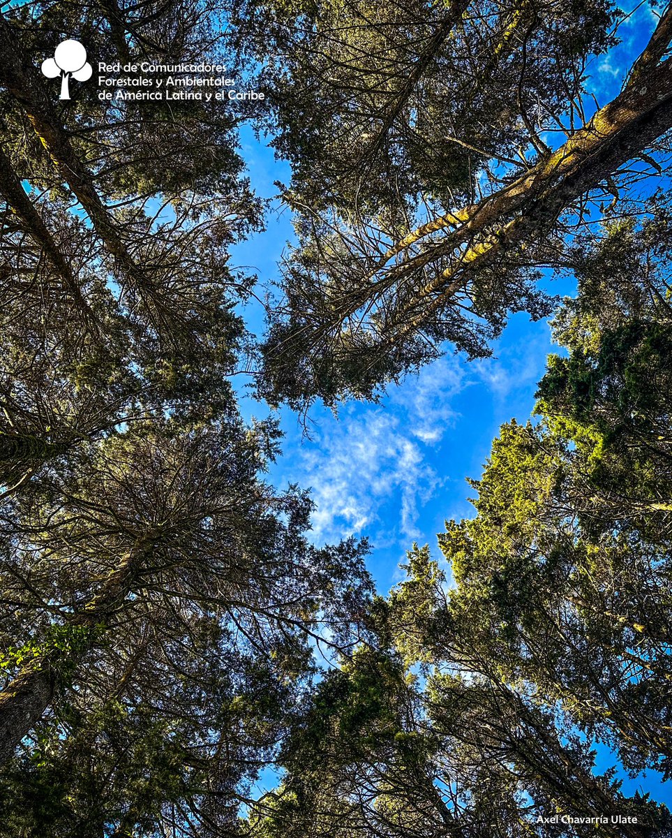 #DíadeEducaciónAmbiental
El rápido cambio de las condiciones ambientales y las crecientes demandas sobre los bosques requiere de más innovación en el sector forestal.

Fuente: FAO. 2024. doi.org/10.4060/cd1211…
Fotografía: Axel Chavarría 📸
#RECOFALC #Comunicación #bosque
