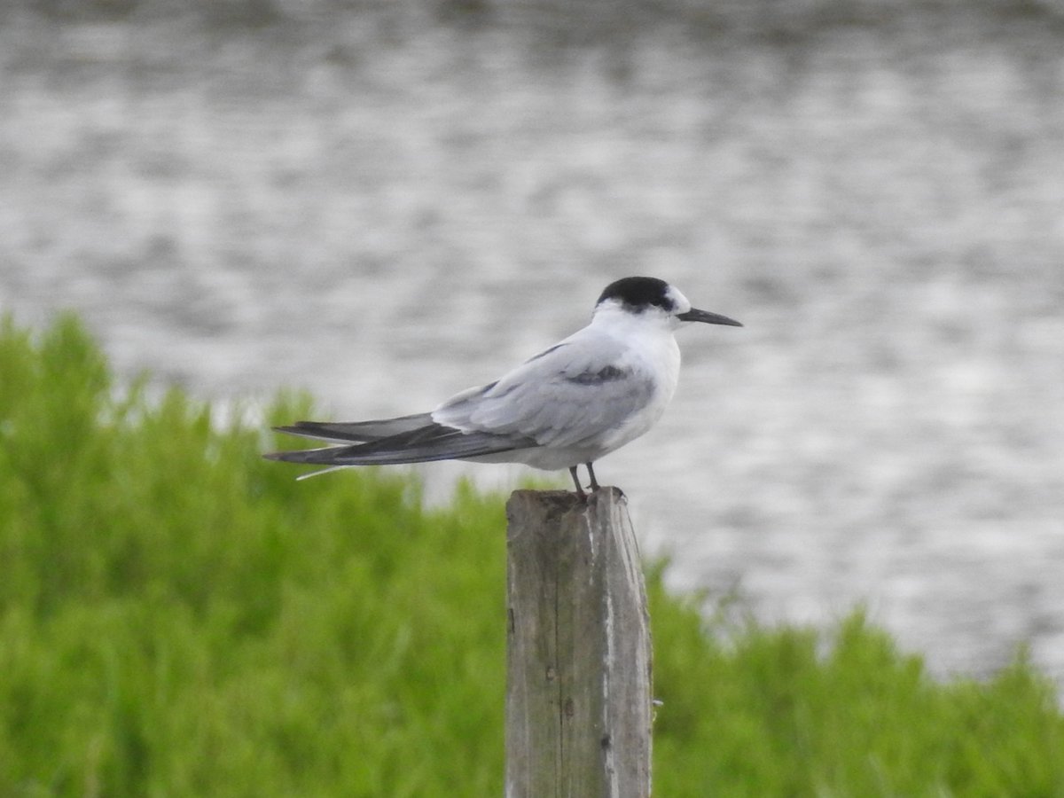 A migrant flock of Common Terns flew in to #LMGP yesterday morning, including 2 1st summer types, 3 juvs and 3 adults - a strange combo. This is one of the 1st summer types.