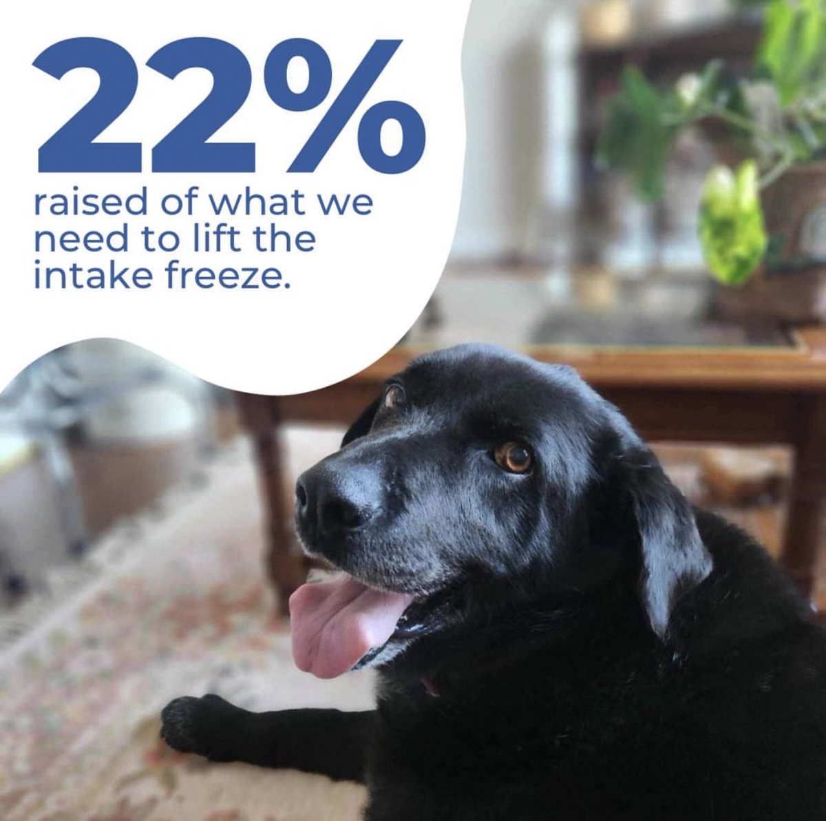 mbunderdogs's tweet photo. We’re still $14,000 short of what we need to lift the intake freeze and get back to saving the dogs who desperately need us.

We’re turning away dogs who are sick, injured, and have nowhere else to go. It’s heartbreaking,

Donate today⬇️

https://t.co/1XsekuZ4dP

#winnipeg https://t.co/whTg5qIT3G