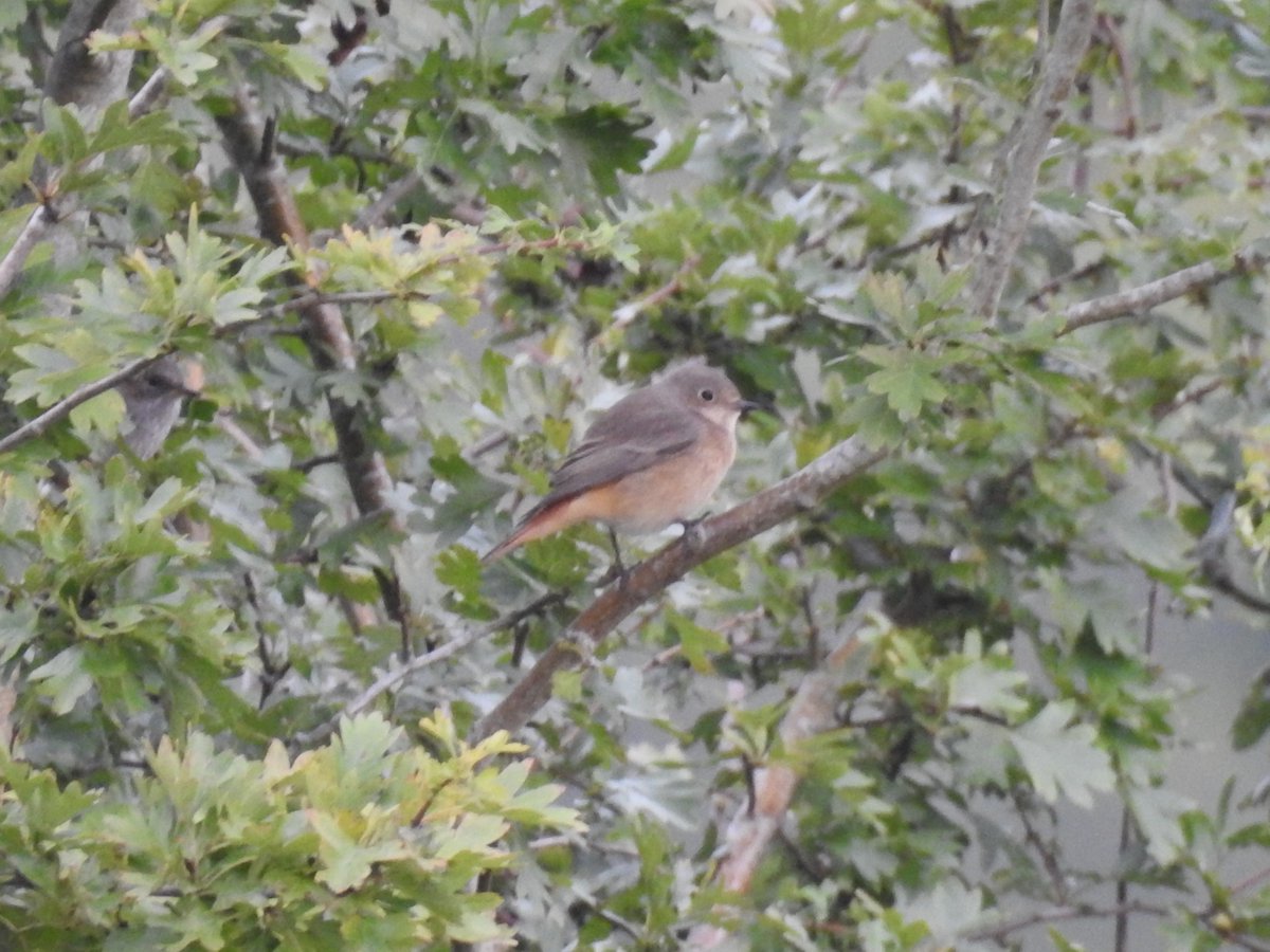 It's taken a while, but eventually found a patch Redstart for the year. This juv female type was at the top of Emmett's in a hedge that has attracted them before. #132 for the year - slow going, but creeping onwards.