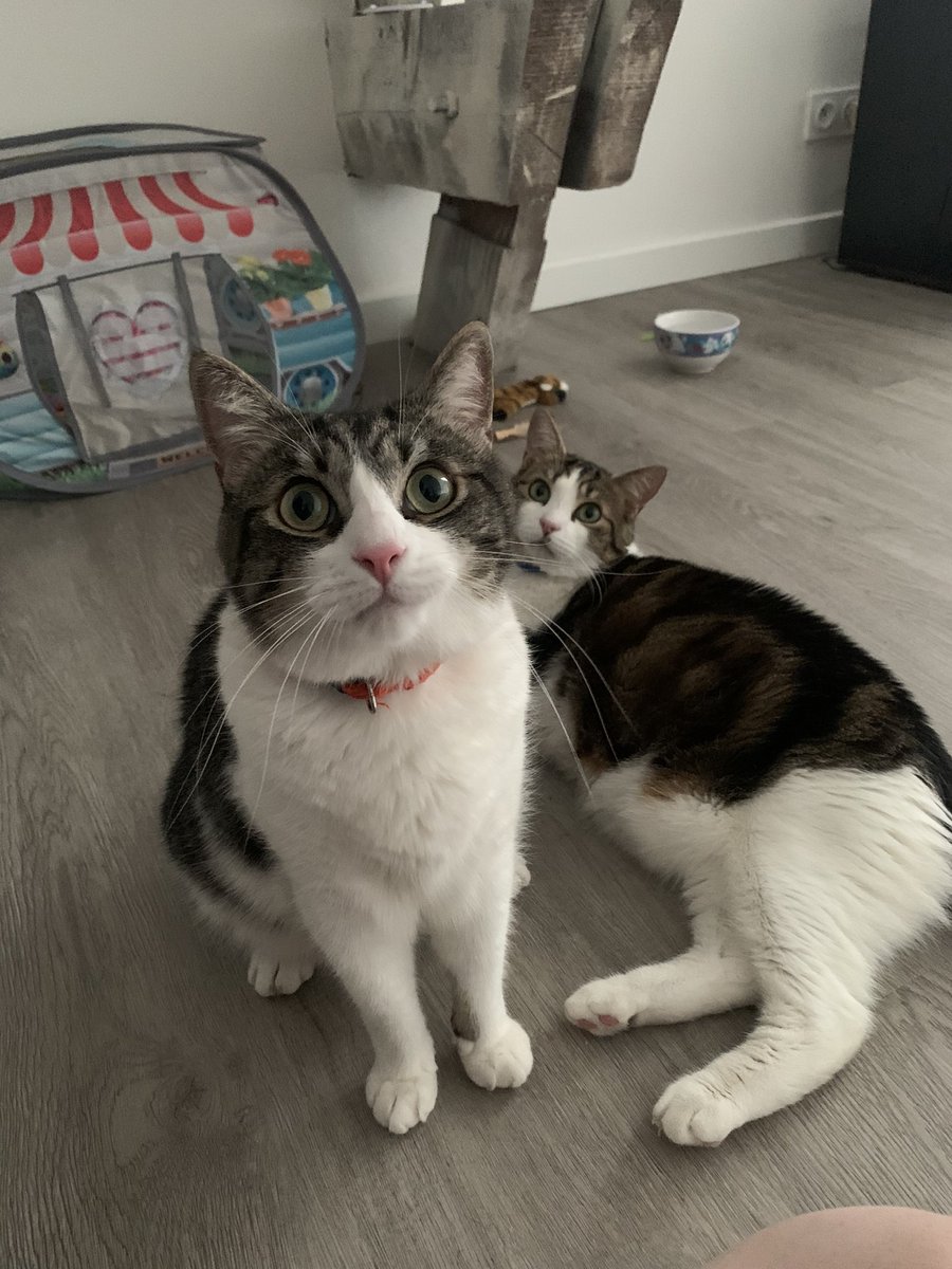 chatmignon__'s tweet photo. mon prime du mois d’août https://t.co/b6YxH5QAX7