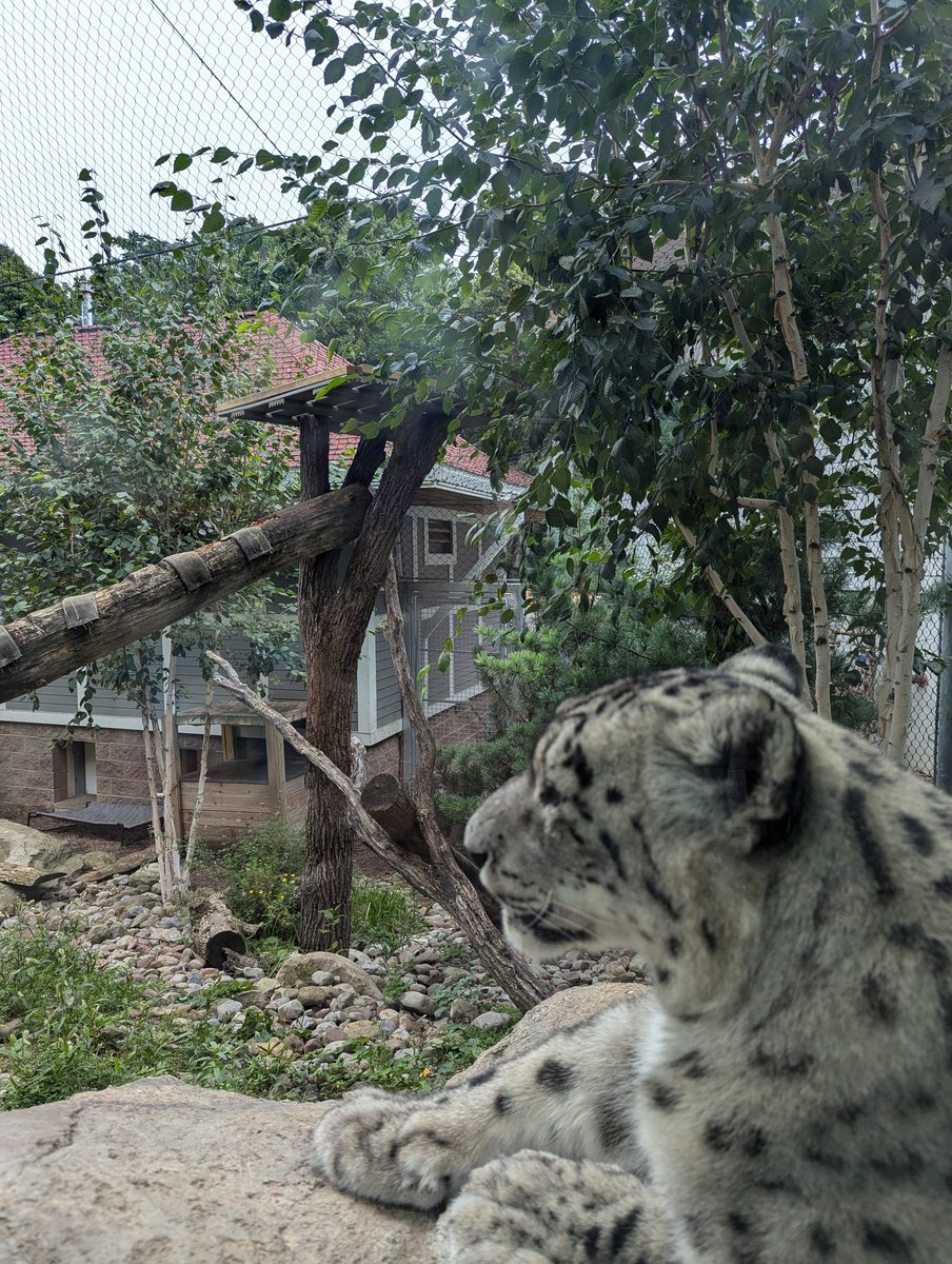 Great day for snow leopards at <a href="/SenecaParkZoo/">Seneca Park Zoo</a> !