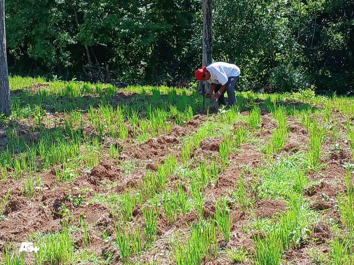 🌱 Los productores del departamento de #Granada continúan avanzando en el fortalecimiento de sus capacidades productivas gracias al acompañamiento permanente del Sistema Nacional de Producción 🌾, logrando mejorar sus cosechas, lo que contribuye al desarrollo sostenible local.