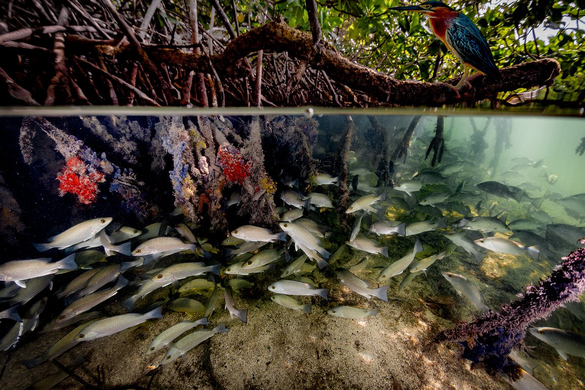 Stanford Center for Ocean Solutions (@oceansolutions) on Twitter photo The <a href="/UNOceanDecade/">UN Ocean Decade</a> is an opportunity to support climate, fisheries, & biodiversity. A #NewPaper from several Ocean Decade Programs, including <a href="/oceansolutions/">Stanford Center for Ocean Solutions</a> Blue Food Futures, shares recommendations for action to support these ocean priorities.
🔗bit.ly/3AHumT3 The <a href="/UNOceanDecade/">UN Ocean Decade</a> is an opportunity to support climate, fisheries, & biodiversity. A #NewPaper from several Ocean Decade Programs, including <a href="/oceansolutions/">Stanford Center for Ocean Solutions</a> Blue Food Futures, shares recommendations for action to support these ocean priorities.
🔗bit.ly/3AHumT3