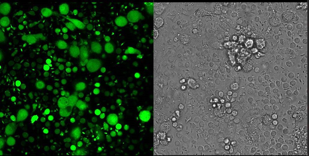 Landon Locke tweet media