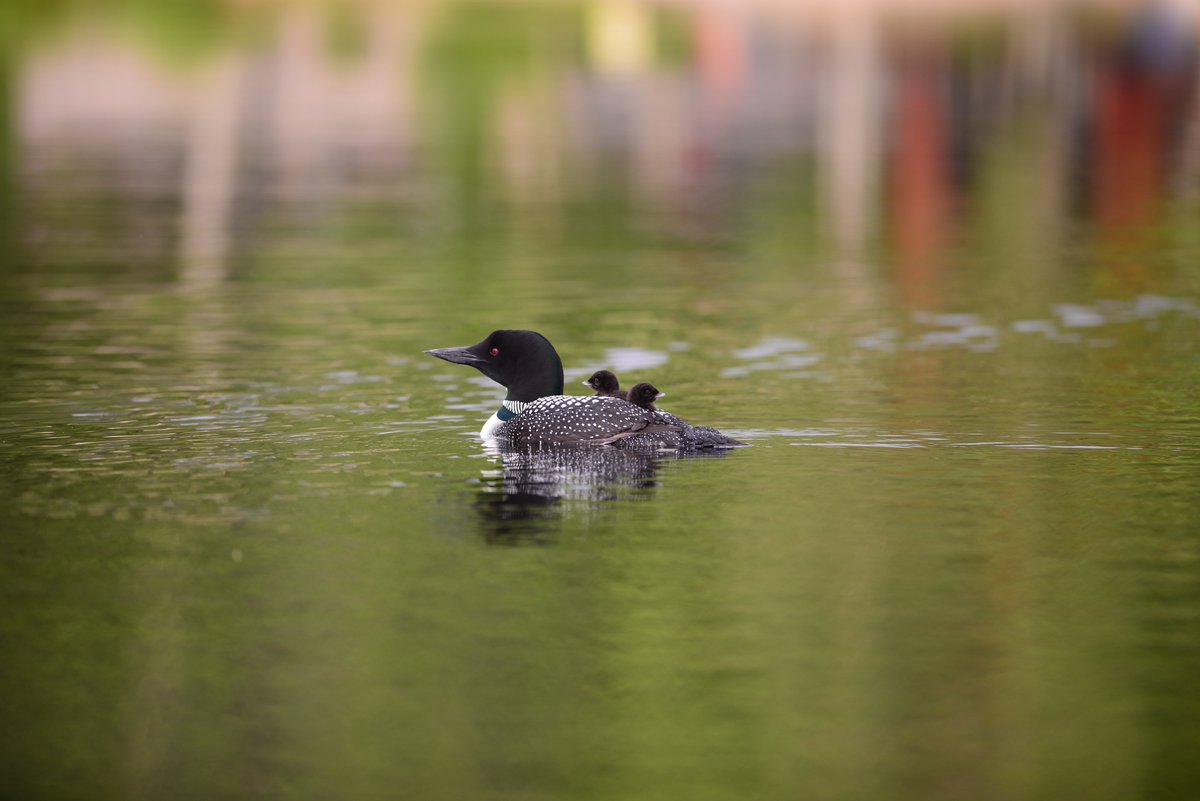 Howell Conservation Fund tweet media