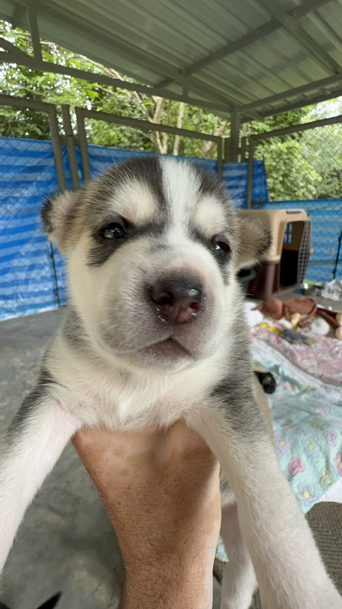 Niall Harbison tweet media