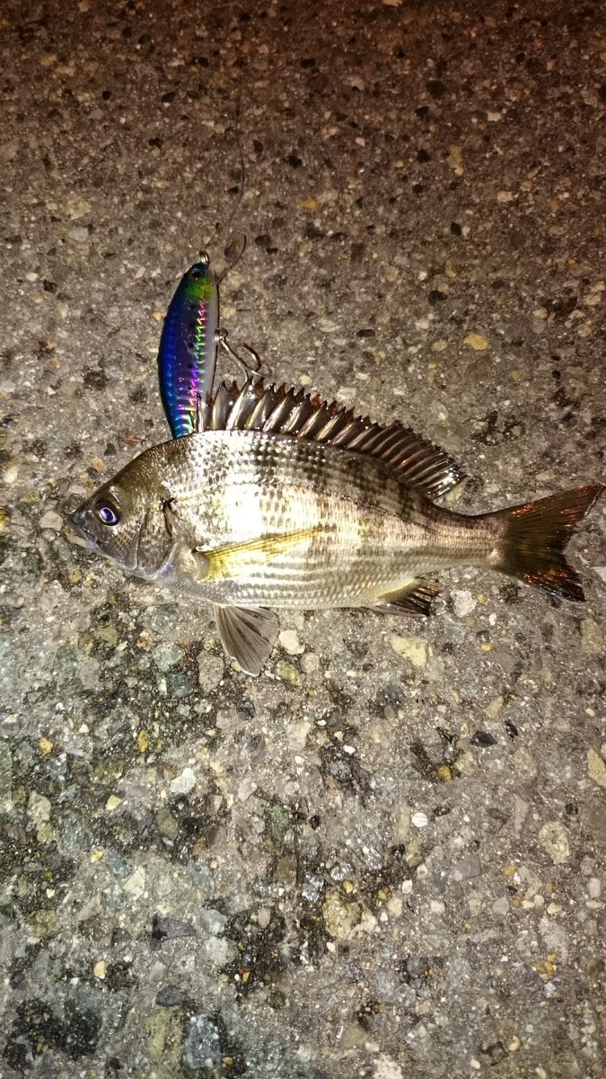 シーバスは釣れなかったけどキビレ。まあまあ引いたけど、この大きさであのサイズのルアー食いつくんやね。