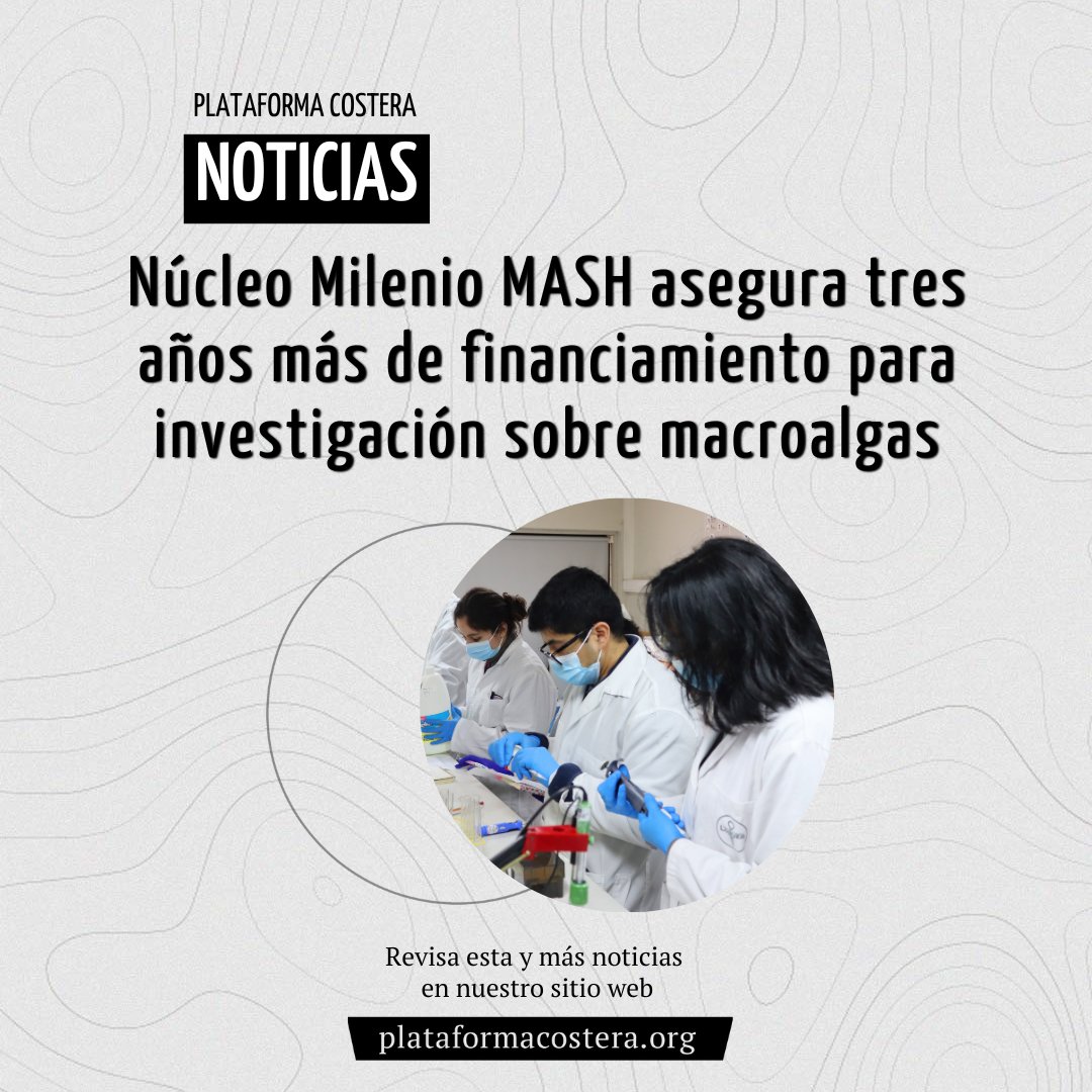 #Noticia 📰

✔ ¡Gran noticia para la investigación marina en Chile! El <a href="/mileniomash/">Núcleo Milenio MASH</a>, primer centro chileno dedicado a la producción de algas, ha asegurado financiamiento por tres años más.

👇
plataformacostera.org/noticias/nucle…

#mash #algas #huiro #pelillo #investigacion #anid