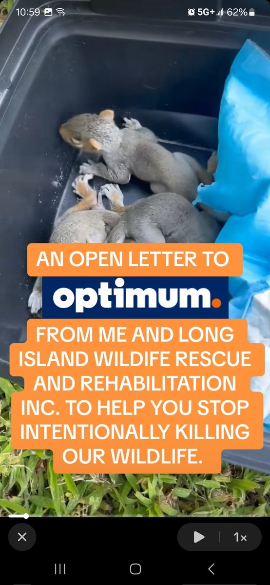 _Hazel_Basil_'s tweet photo. @optimum @derekjeter I wonder if @derekjeter is aware of your company policy to have innocent animals killed just so you don't have to have the humanely relocated? You tried to have these babies exterminated! 😡
https://t.co/DyucqltzBF https://t.co/ndqj7TUcGo