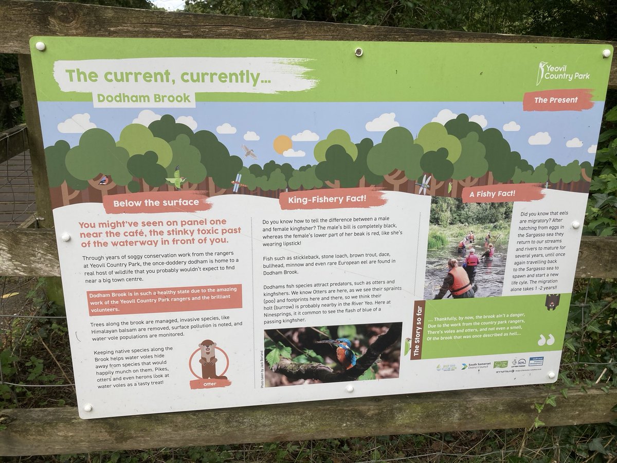Nick Gardner (@cannyfrog) on Twitter photo Really excited to see a couple of water voles in Dodham Brook in Yeovil last night (too quick for photos sadly!), and learn about this great Rewilding project funded by <a href="/HeritageFundUK/">The National Lottery Heritage Fund</a> <a href="/DrewBennellick/">Drew Bennellick</a> Really excited to see a couple of water voles in Dodham Brook in Yeovil last night (too quick for photos sadly!), and learn about this great Rewilding project funded by <a href="/HeritageFundUK/">The National Lottery Heritage Fund</a> <a href="/DrewBennellick/">Drew Bennellick</a>