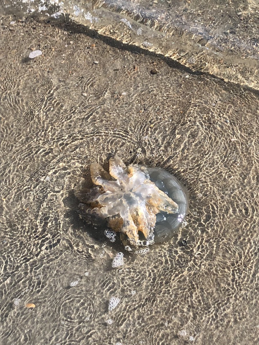 de_Richel's tweet photo. Ochtendronde over #Richel. In de branding ligt een Zeepaddenstoel te dobberen. Wat een prachtige kwal!Verderop een gewone zeester die lijkt te wenken 😉. Op deze warme dag maar weer in het water gelegd. https://t.co/DmK2WtdFBc