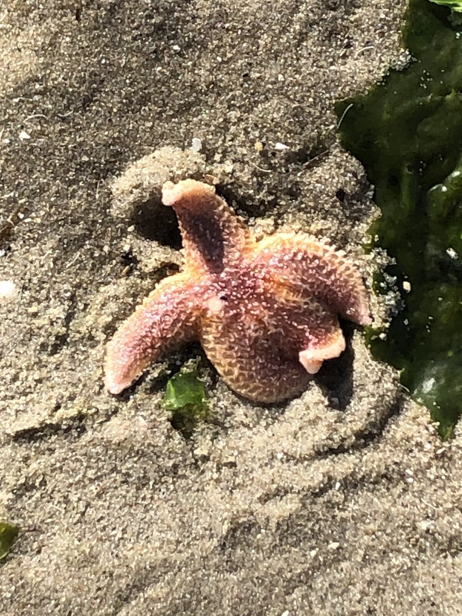 Ochtendronde over #Richel. In de branding ligt een Zeepaddenstoel te dobberen. Wat een prachtige kwal!Verderop een gewone zeester die lijkt te wenken 😉. Op deze warme dag maar weer in het water gelegd.