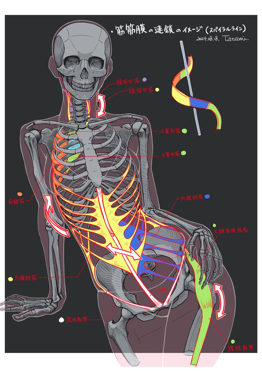 tatami_loop's tweet image. 最近の解剖学スケッチ見返して考えたことメモ。

物事を見る「チャンネル」を複数持っていると便利なのかなと。
（ビジネス的に言うなら「フレームワーク」？）…