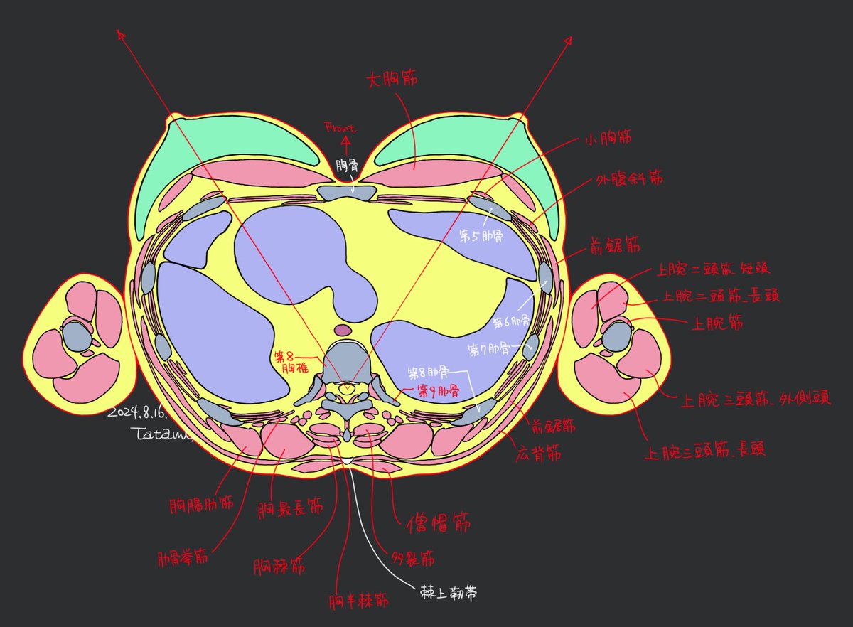 tatami_loop's tweet image. 最近の解剖学スケッチ見返して考えたことメモ。

物事を見る「チャンネル」を複数持っていると便利なのかなと。
（ビジネス的に言うなら「フレームワーク」？）…