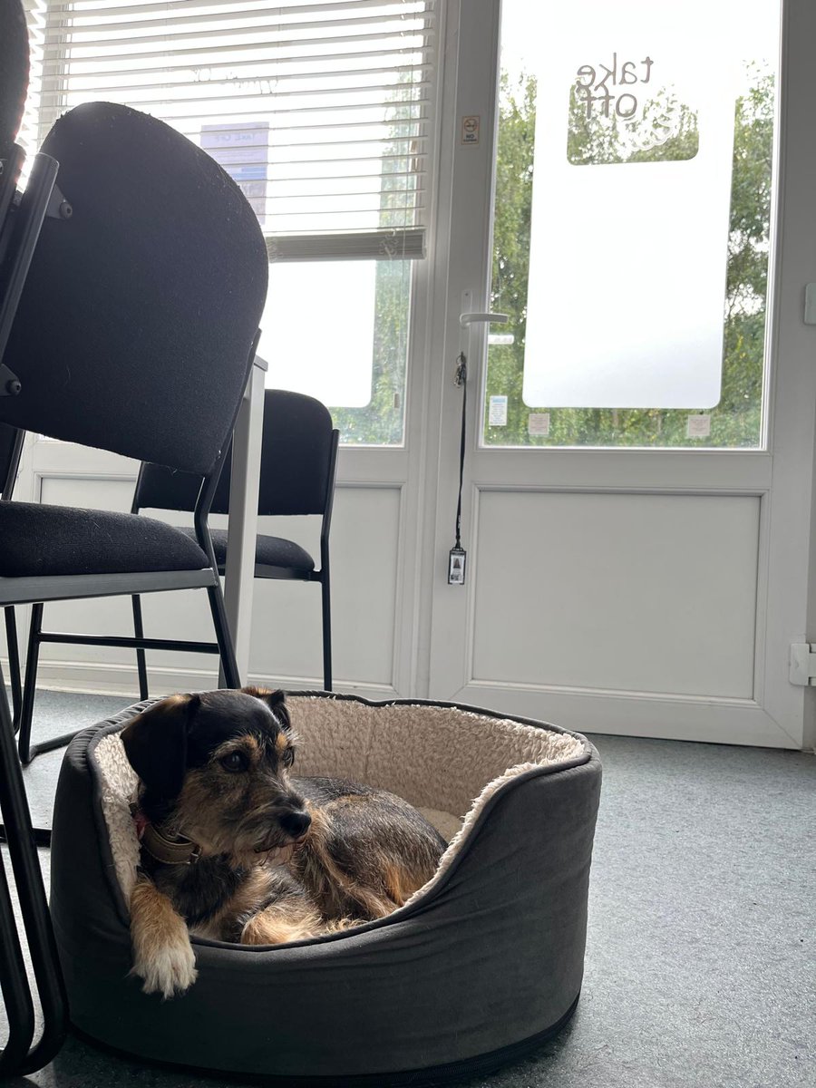 Office day 🐕
