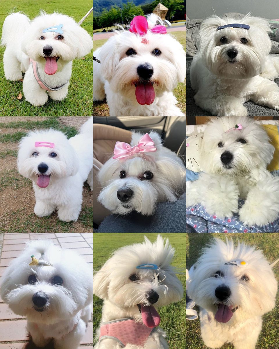 kkumascoups's tweet photo. happy kkuma day 🎀💗 https://t.co/BUjPW9Hnof