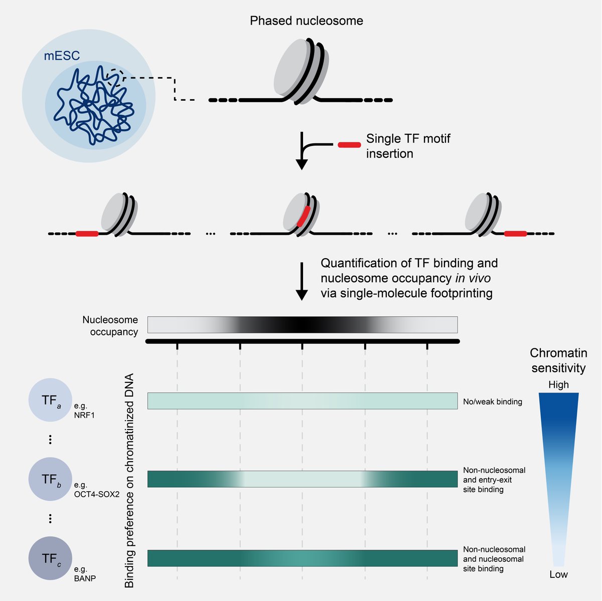 Schübeler Lab (@schubelerlab) on Twitter photo Wouldn’t it be great to test how individual transcription factors engage with their motif in the nucleus? We tried exactly that in a study lead by Ralph (<a href="/RalphSGrand/">Ralph Grand</a>) and Marco (<a href="/marco_heffler/">Marco Pregnolato</a>) now out in Molecular Cell authors.elsevier.com/sd/article/S10…. 1/7 Wouldn’t it be great to test how individual transcription factors engage with their motif in the nucleus? We tried exactly that in a study lead by Ralph (<a href="/RalphSGrand/">Ralph Grand</a>) and Marco (<a href="/marco_heffler/">Marco Pregnolato</a>) now out in Molecular Cell authors.elsevier.com/sd/article/S10…. 1/7
