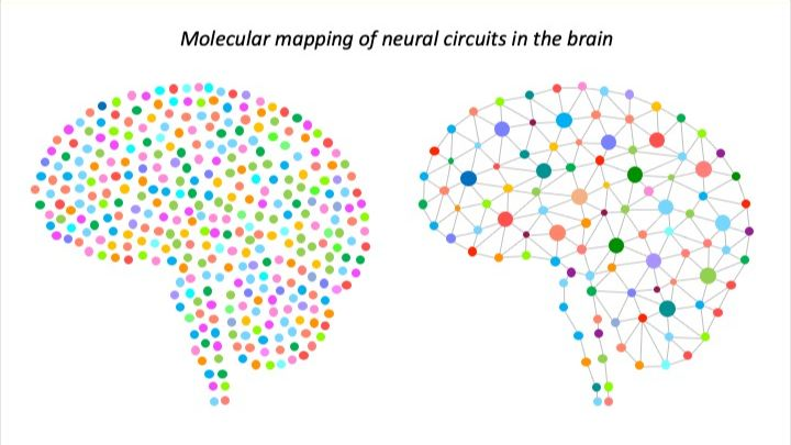 Dr Naresh Hanchate, PhD (@naresh_hanchate) on Twitter photo We have a Postdoc position available to study the impacts of early life stress on brain function.
Come join us to work in the heart of London <a href="/UCLchildhealth/">UCL Great Ormond Street Institute of Child Health</a> @UCL
Please share 🙏
#Postdoc #SingleCellGenomics #Neuroscience #EarlyLife #MentalHealth
ucl.ac.uk/work-at-ucl/se… We have a Postdoc position available to study the impacts of early life stress on brain function.
Come join us to work in the heart of London <a href="/UCLchildhealth/">UCL Great Ormond Street Institute of Child Health</a> @UCL
Please share 🙏
#Postdoc #SingleCellGenomics #Neuroscience #EarlyLife #MentalHealth
ucl.ac.uk/work-at-ucl/se…
