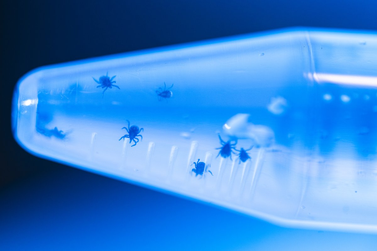 ResearchAtNU's tweet image. Surprisingly little is known about #DeerTicks. But that could soon change as this new @Northeastern lab aims to solve the mysteries of the #ticks and bacteria that cause #Lyme.

Read more: bit.ly/3X2OEh9