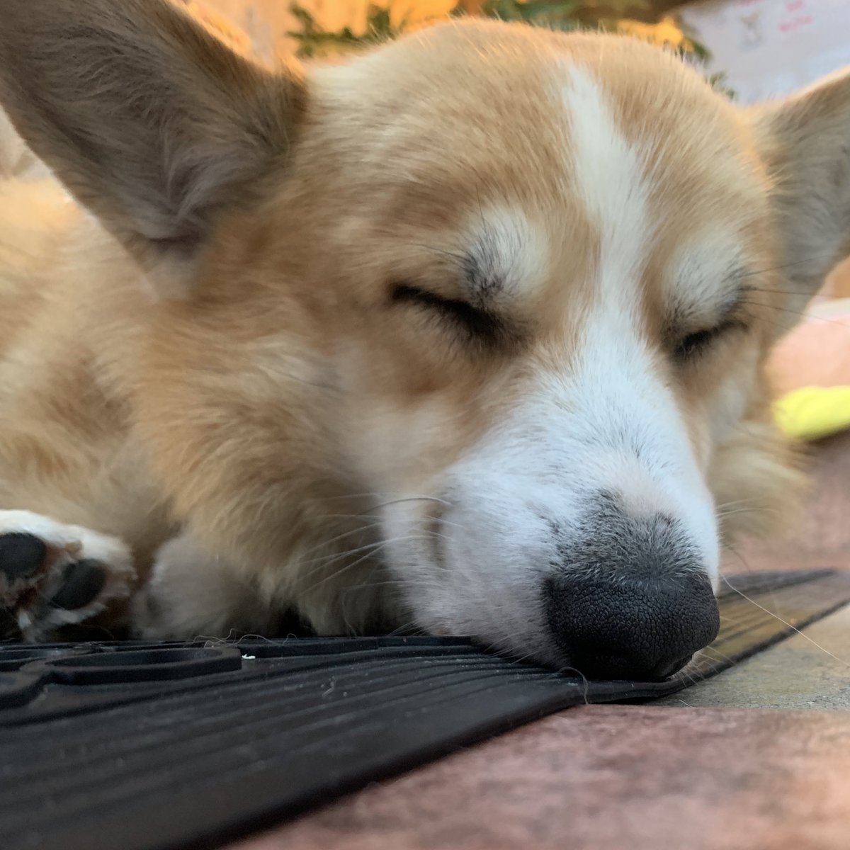 コーギーカフェまた行きたい