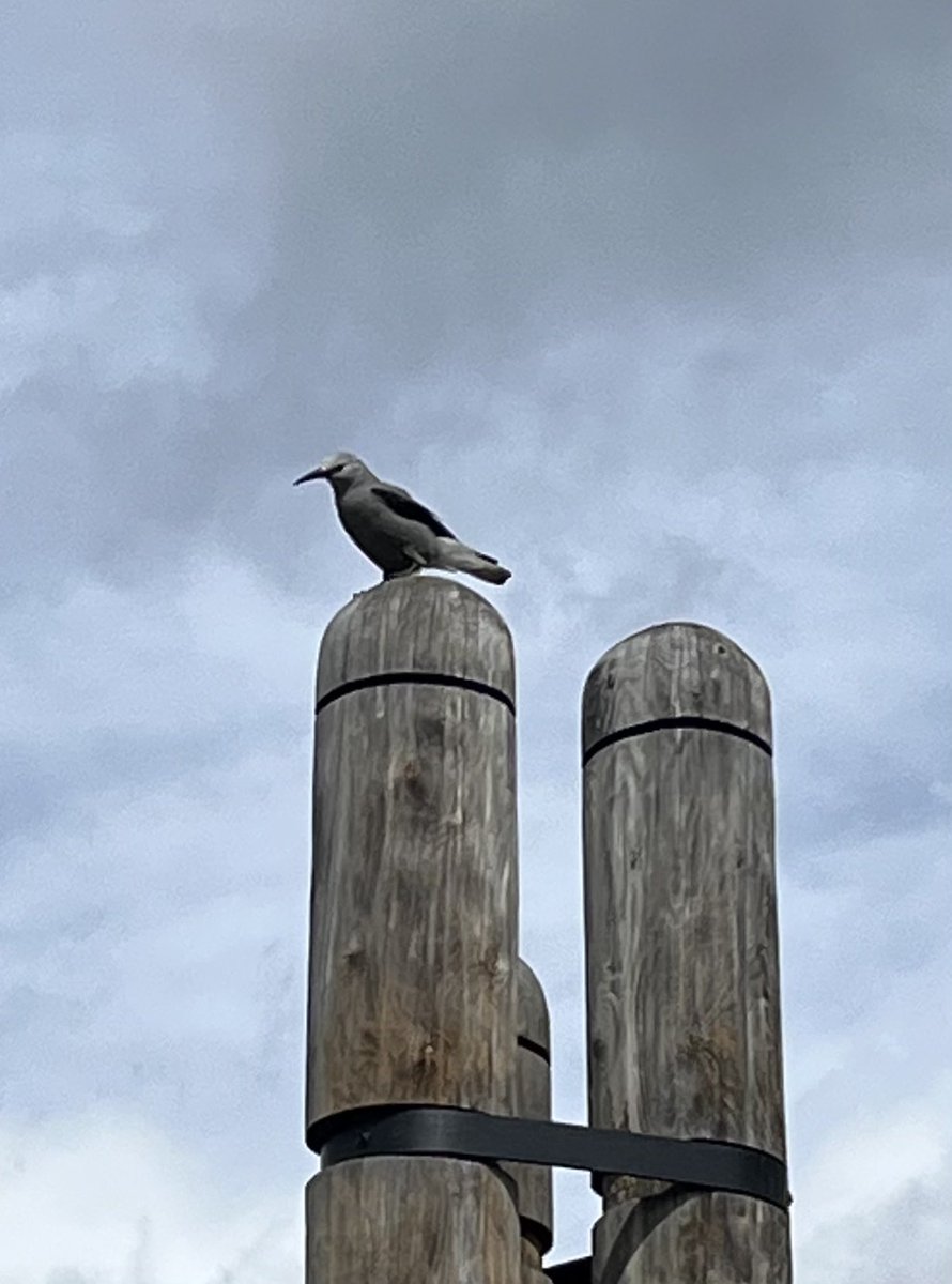 SearleIan's tweet photo. A non birding trip to Canada has turned up a few birds - lots of Glaucous-winged gulls at Vancouver and at Banff had a very close Clark’s Nutcracker https://t.co/yeEXYrx3gC