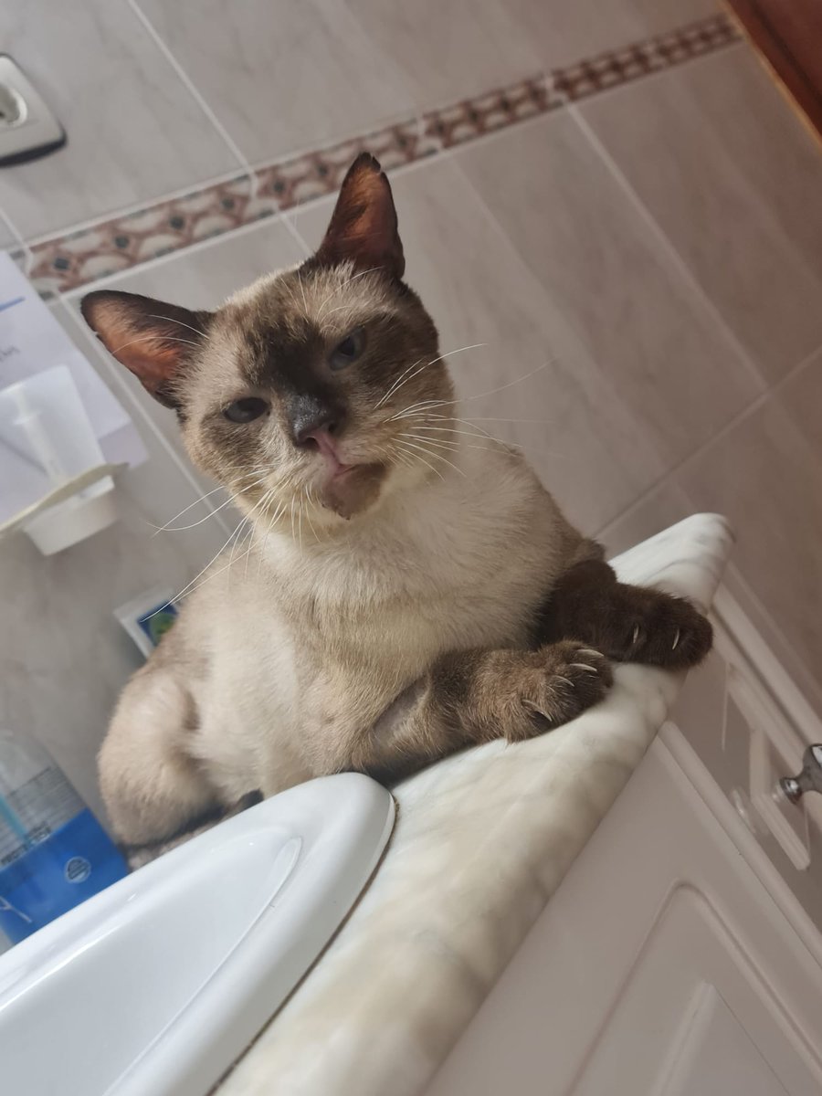 ♣EN ADOPCIÓN
💔A Zeus lo echaron de casa porque su humana fue ingresada por cáncer terminal
💔Herido, con calicivirus, sin castrar y +FIV... pero es el gato + noble del 🌍 y necesita un hogar en el que sean capaces de apreciarlo

♂️Macho
✅Castrado

📍Murcia, puede viajar