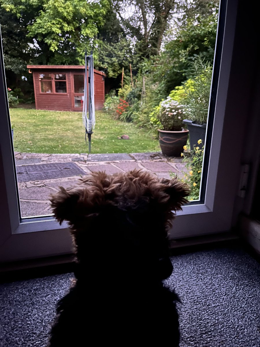 Sitting watching the first 🦔of the evening.