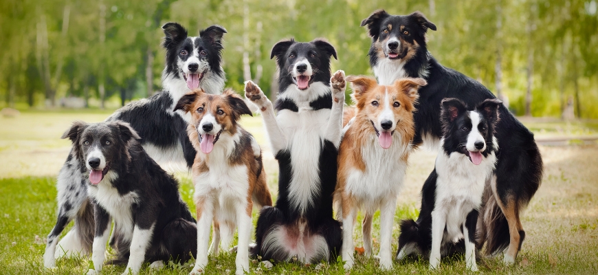 WOOF! Services tweet media