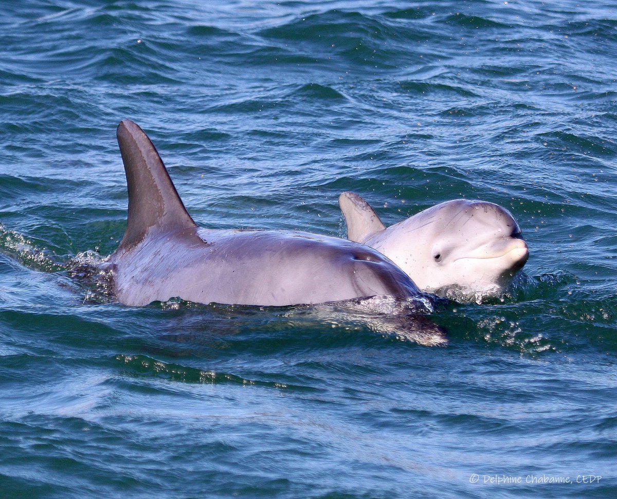 Fun fact #3: there are dolphins in the Swan river, which runs right though the CBD. Take an early morning walk at #ANS2024 and you're likely to see them! <a href="/ans/">あんず</a>