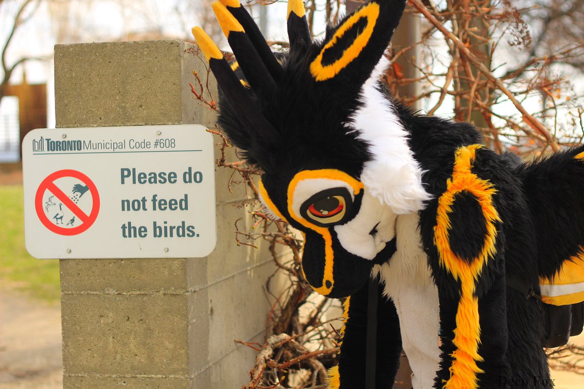 No foods? 🥺

#furry #fursuit
