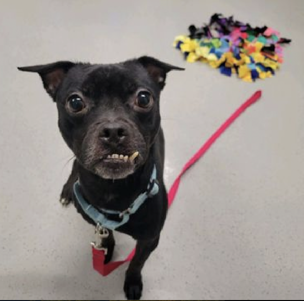 Little Knight - small boy in a big scary place. He is looking at the end of his life if he stays in #NYCACC! Get this trying to be brave boy out - #FostersSaveLives 
#Pledge for his safe rescue🆘🆘🚩🆘🆘
