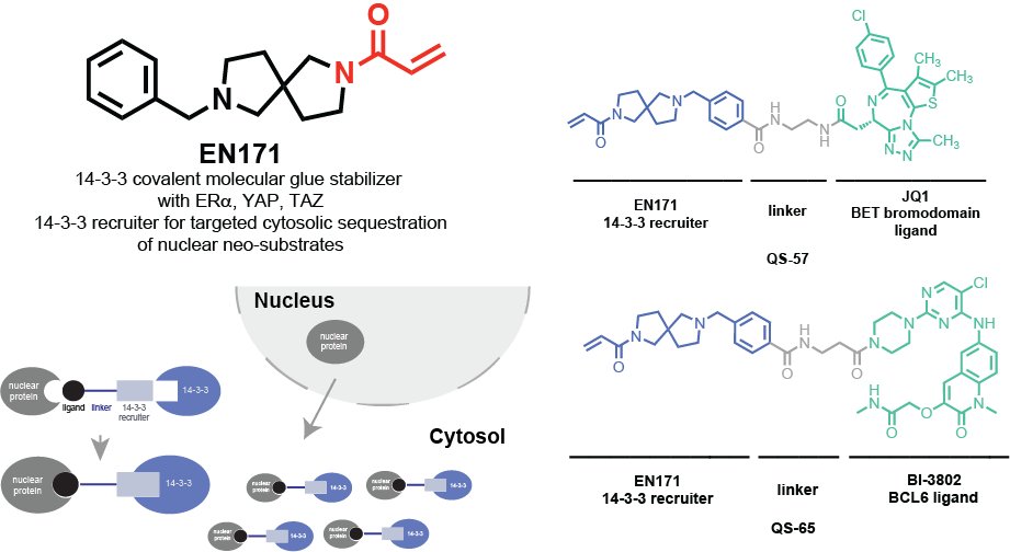 Excited to present our newest paper in <a href="/J_A_C_S/">J. Am. Chem. Soc.</a> by <a href="/Qian37774492/">Qian Shao</a> on using a novel covalent molecular glue of 14-3-3 and ER/YAP/TAZ as a 14-3-3 recruiter for targeted protein localization of nuclear neo-substrates into the cytosol as a new induced proximity approach.