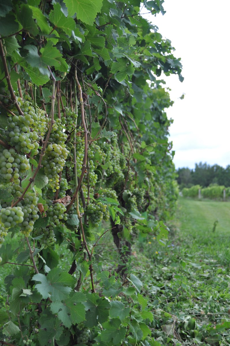 It’s been a week and we still can’t stop thinking about 🍇🤖 &amp;  🛰! Thanks to our partners at <a href="/CornellAgriTech/">Cornell AgriTech</a>  <a href="/CornellCIDA/">Cornell Institute for Digital Agriculture</a> and <a href="/CornellCALS/">Cornell CALS</a>  for hosting the NASA teams to discuss how to improve the use of EO tech for specialty crops, like grapes.