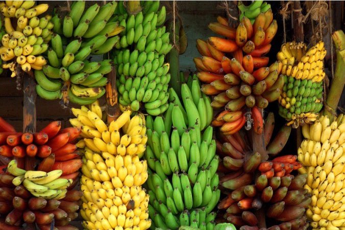Looking forward to present in the <a href="/nanopore/">Oxford Nanopore</a> workshop during <a href="/PAGmeeting/">PAG-International Plant & Animal Genome Conference</a> Australia in three weeks; “ Unveiling the Banana 🍌 Pangenome: A Leap Towards Sustainable Cultivation and Enhanced Disease Resistance” #banana #Diversity #pangenome #TR4 #keygene pag.confex.com/pag/au2024/mee…