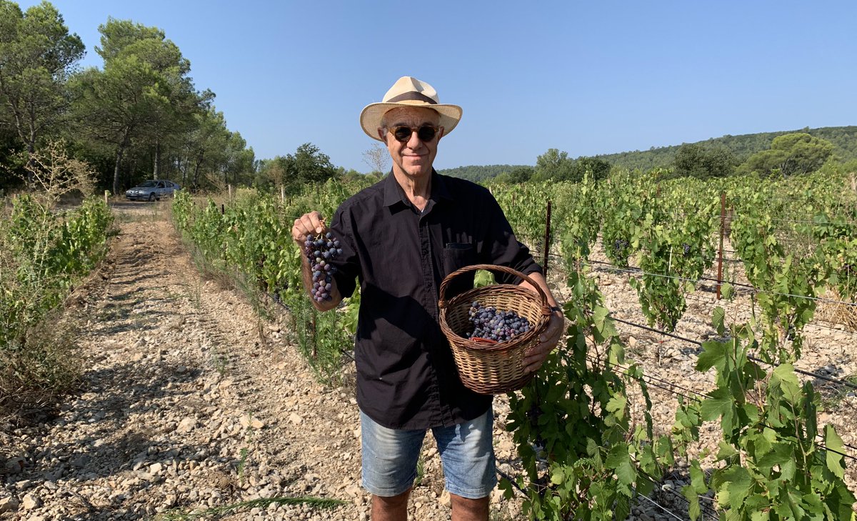 AmisMasMathieu's tweet photo. Pour vendanges,notre #GFAmasMathieu qui est en #bio, aura 20% de perte mildiou,mais grande parcelle du #menhir (Carnas, #Gard) plantée de cinsault pour rosé aura bonne récolte. De plus cinsault excellent aussi comme raisin de table. À consommer sans modération. @JMCambaceres https://t.co/rtx87Ugs1u