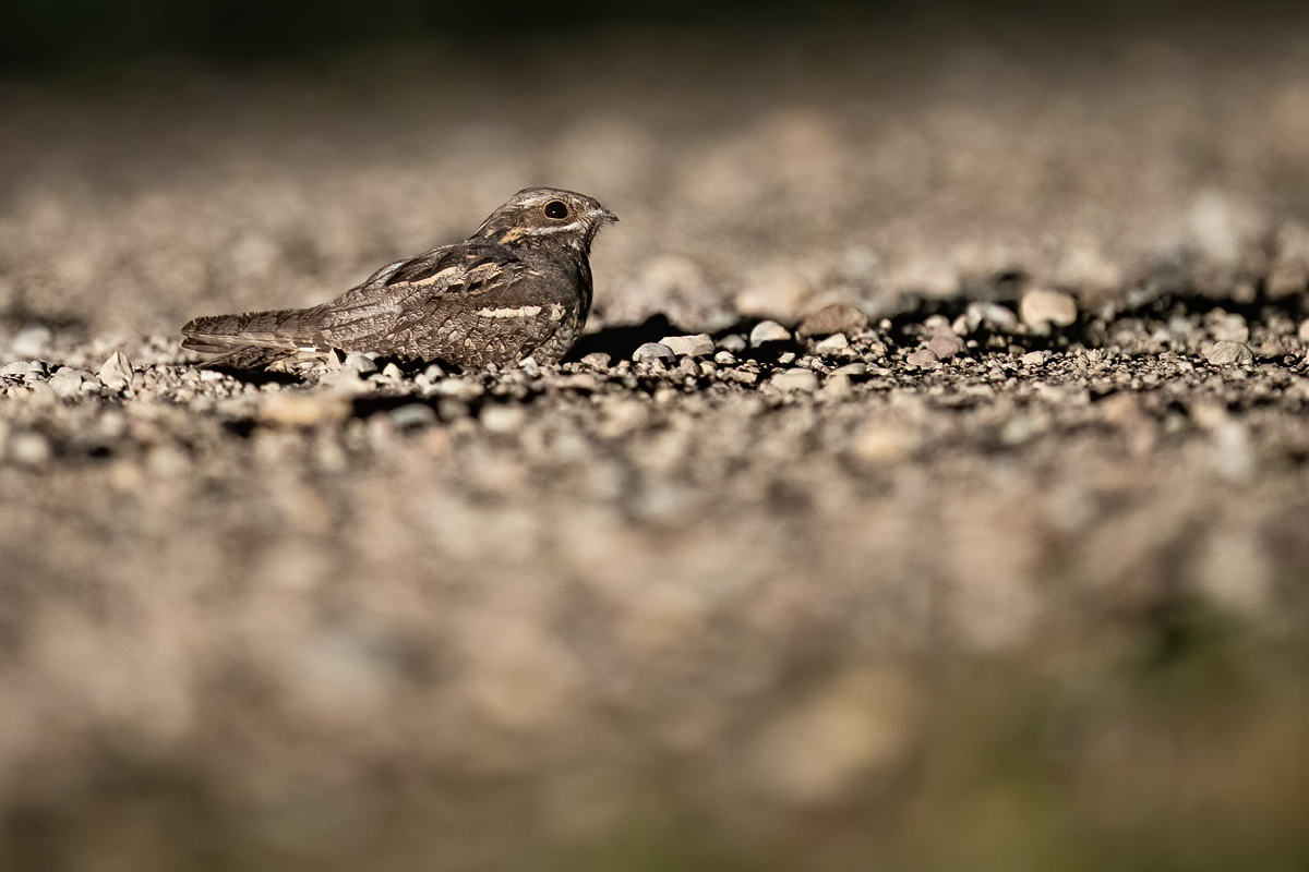 Te viens spalvainais, ko ikdienā nemaz tik vienkārši nav ieraudzīt. Vakarlēpis. Diezgan zīmīga dziesma. Vienā vakarā "satikos" ar veseliem 3.