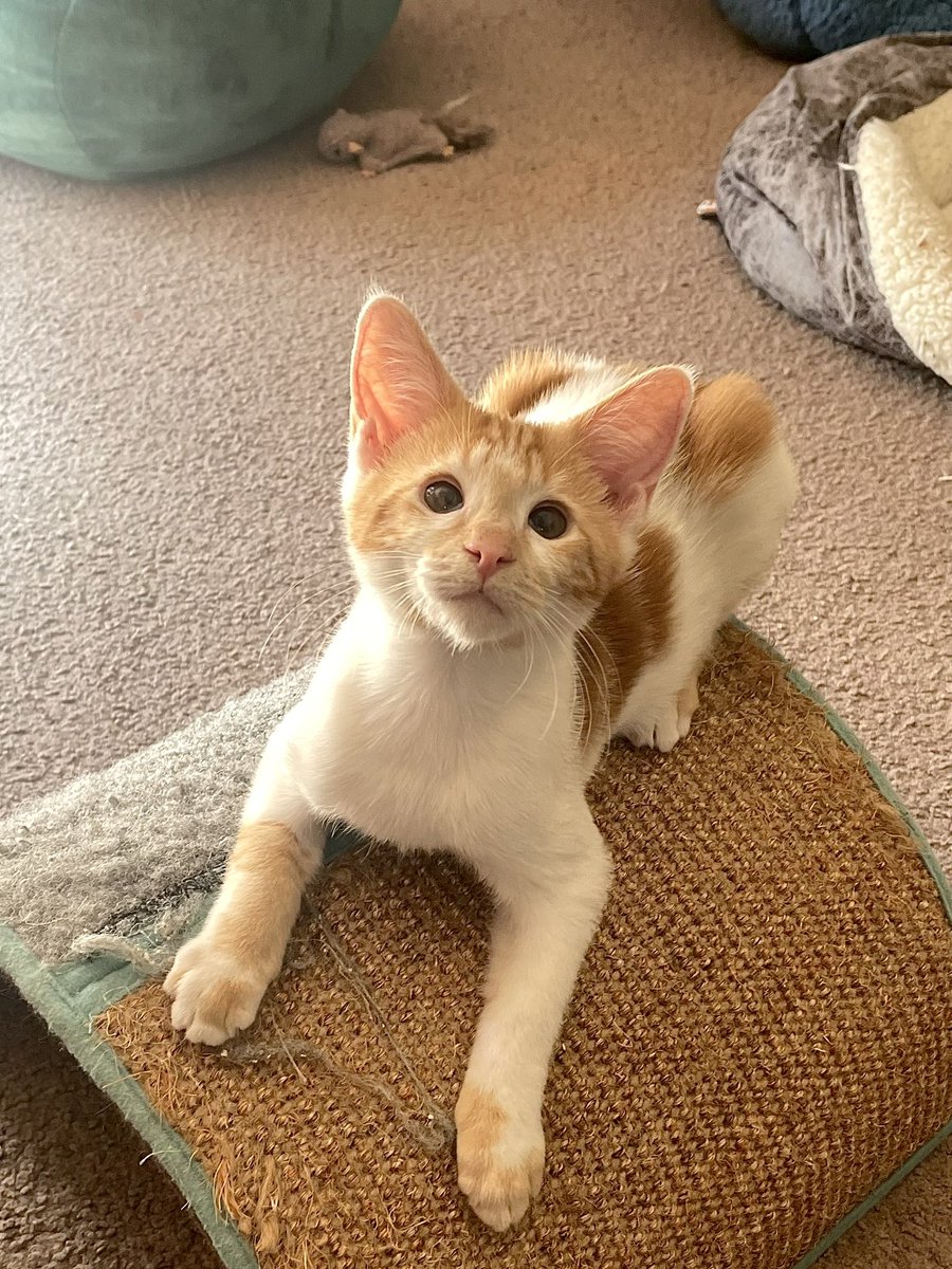 feederofcats's tweet photo. Shrimpy's eyes are still darker, a bit cross-eyed, and his corneas still have some scarring from his several healed ulcers. His eyes will most likely never look normal but it just makes him even cuter. He has great vision and no discomfort. so basically he's perfect https://t.co/8HcefjVs16