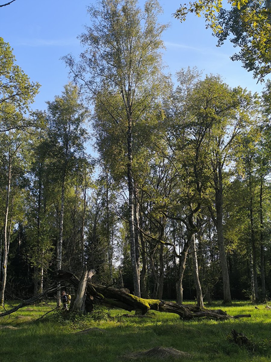RestorMine (@restormine) on Twitter photo Half day tour at #SERE2024 visiting a wooded meadow in Alam-Pedja Reserve in East Estonia 🌳🏞️<a href="/YoungForesters/">iuFOR UVa-INIA</a> Half day tour at #SERE2024 visiting a wooded meadow in Alam-Pedja Reserve in East Estonia 🌳🏞️<a href="/YoungForesters/">iuFOR UVa-INIA</a>
