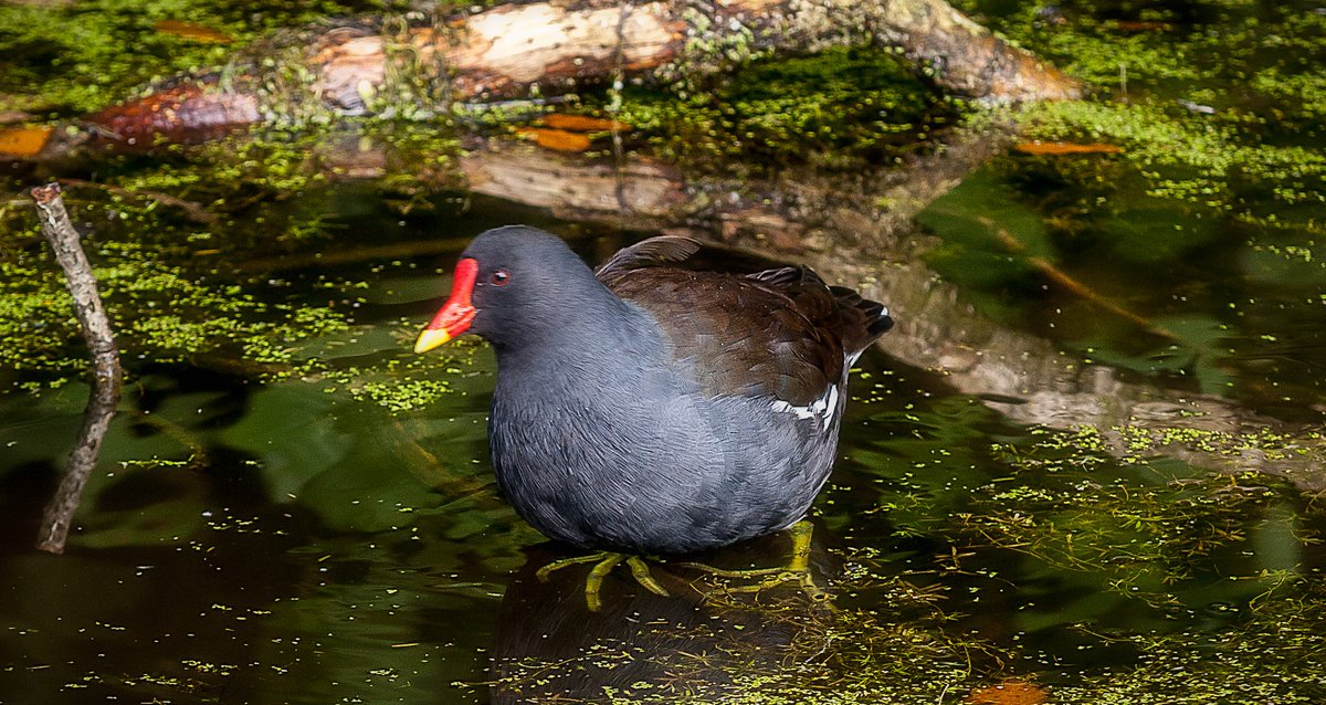 Derbyshire CC tweet media